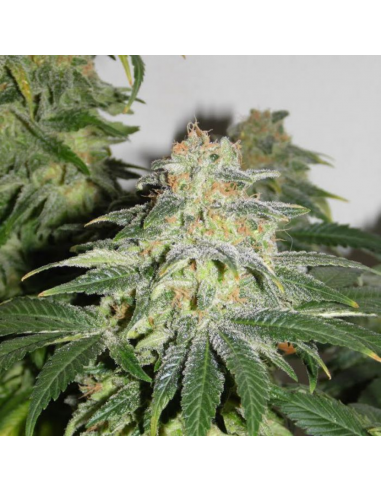 Kannabia Seeds Russian Doll Fem - Imagen 1