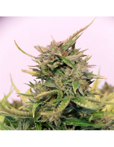 Kannabia Seeds Baby Boom Auto CBD - Imagen 1