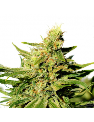 Kannabia Seeds Bcn Diesel CBD Fem. - Imagen 1