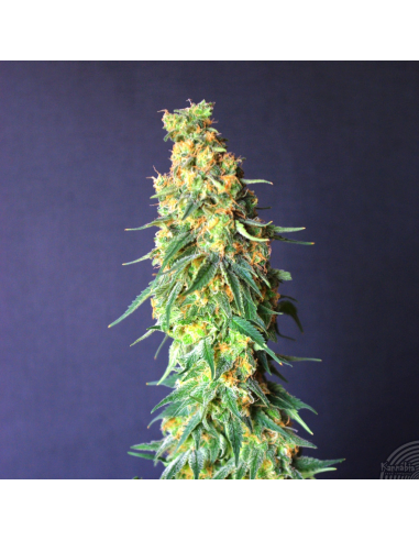 Kannabia Seeds White Domina CBD Fem. - Imagen 1