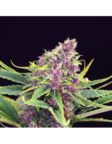 Kannabia Seeds Purple Kush Fem - Imagen 1