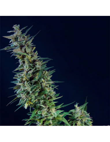 Kannabia Seeds Kama Kush CBD Fem - Imagen 1