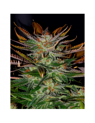 Kannabia Seeds MCearly Reg - Imagen 1