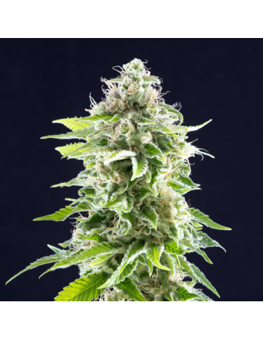 Kannabia Seeds Cookies Haze Fem. - Imagen 1