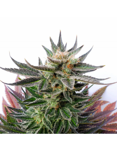 Kannabia Seeds Sativa Dream Fem. - Imagen 1