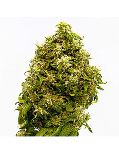 Kannabia Seeds Swiss Dream CBD Fem. - Imagen 1