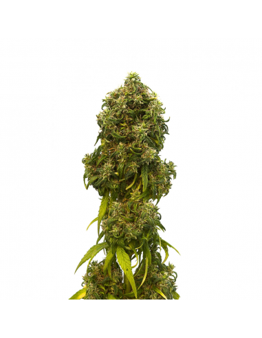 Kannabia Seeds Swiss Dream Auto CBD - Imagen 1