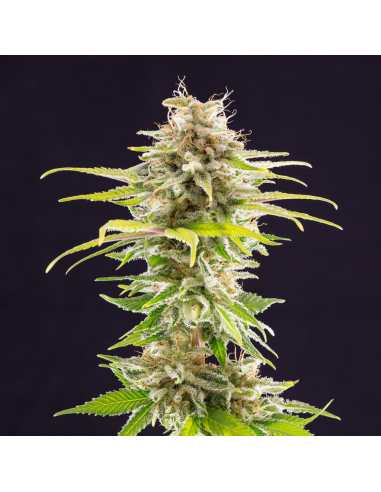 Kannabia Seeds Super OG Kush Fem. - Imagen 1