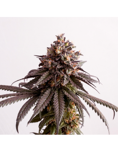 Kannabia Seeds Gelato-K Fem - Imagen 1