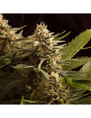 Kannabia Seeds Colombian Jack Fem - Imagen 1