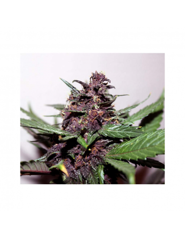 Kannabia Seeds Swiss Dream Rosé Auto CBD - Imagen 1