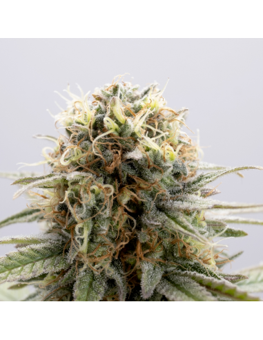 Kannabia Seeds GSC Fem - Imagen 1