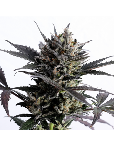 Kannabia Seeds Lemon Haze Auto - Imagen 1