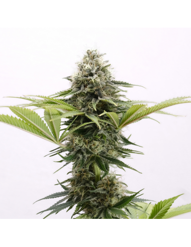 Kannabia Seeds Mama Cultiva Fem - Imagen 1