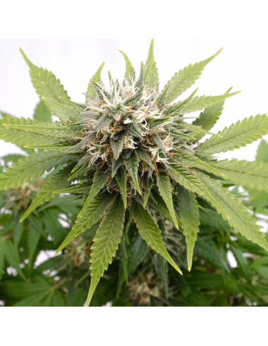 Kannabia Seeds Silver Widow Fem - Imagen 1