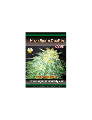 Kaya Spain Quality Big Brothers Fem. - Imagen 1