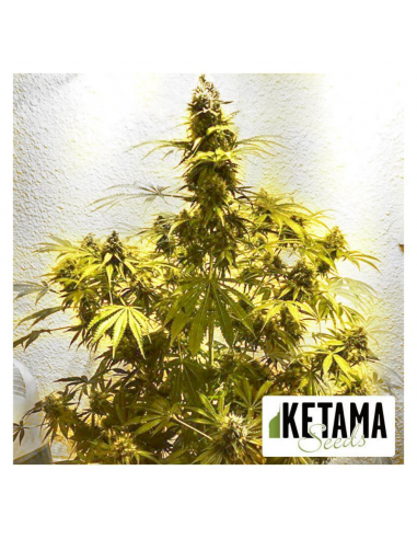 Ketama Ketama Cheese Auto 3Und - Imagen 1