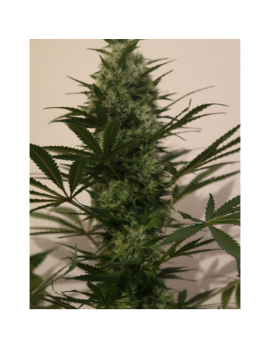 The Kush Brothers Langui Kush Fem - Imagen 1