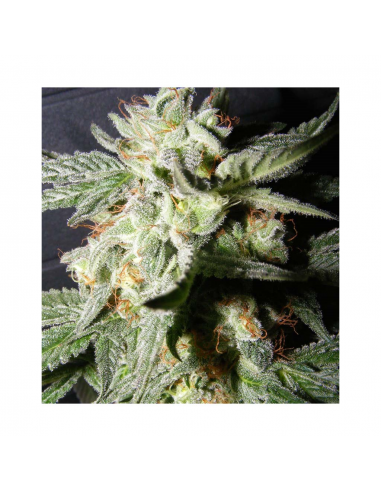 The Kush Brothers Confidential Medicine Fem - Imagen 1