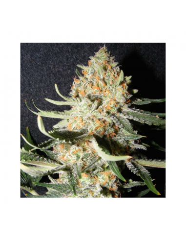 The Kush Brothers Exotic Kush Fem - Imagen 1