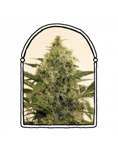 The Kush Brothers Pandemia Kush Fem - Imagen 1