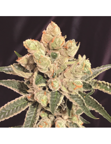 The Kush Brothers Banana Sherbet Fem - Imagen 1