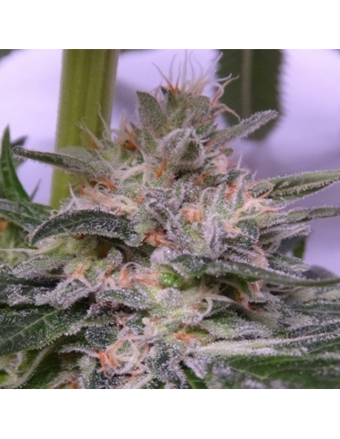 Ace Seeds Bubba Hash Fem - Imagen 1