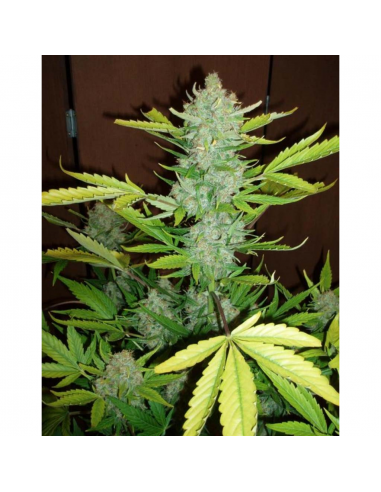 MakkaSeeds Auto Blueberry Kush - Imagen 1