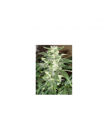 MakkaSeeds Auto Makka 47 - Imagen 1