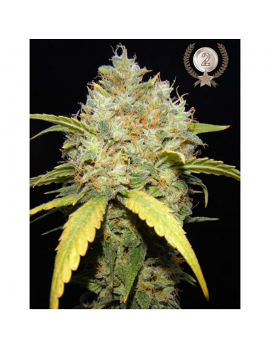 MakkaSeeds Critical Ganja Fem - Imagen 1