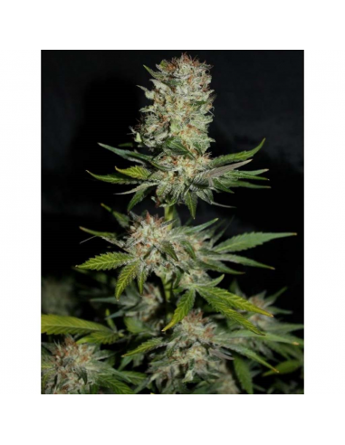 MakkaSeeds Houche Kouchie Kush Fem - Imagen 1