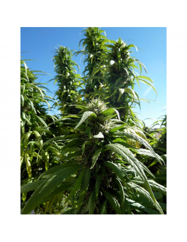 MakkaSeeds Super Auto Skunk - Imagen 1