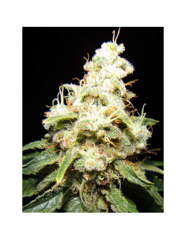 MakkaSeeds Wacky Widow Fem - Imagen 1