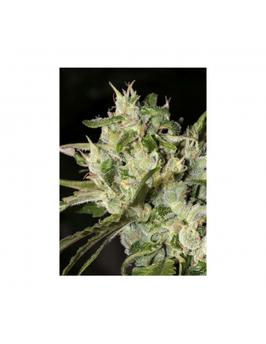 Mamiko Amnesia Cookies Fem - Imagen 1