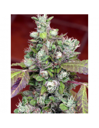 Mamiko Pure Kush Cookies Fem - Imagen 1