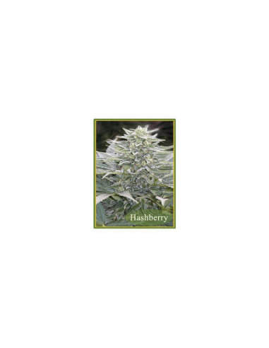 Mandala Seeds Hashberry 10Und Reg - Imagen 1