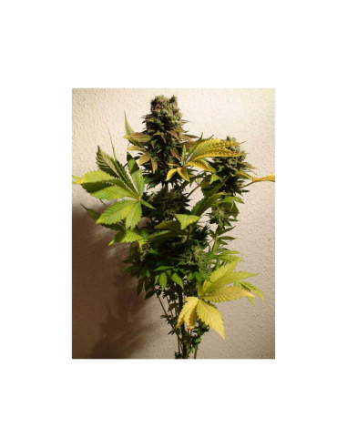 Mandala Seeds Ganesh 10Und Reg. - Imagen 1