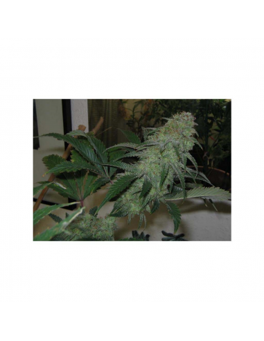 Mandala Seeds Speed Queen 10Und Reg. - Imagen 1