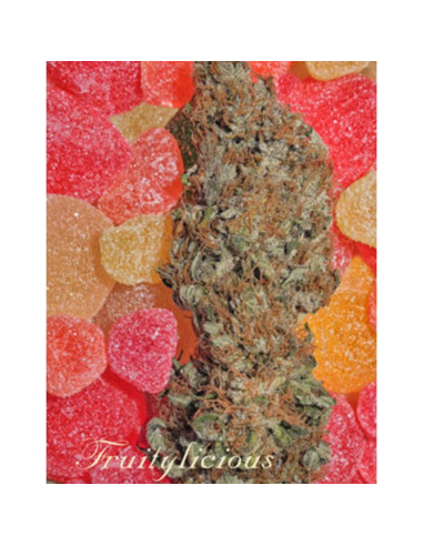 Mandala Seeds Fruitylicious 3Und Fem. - Imagen 1