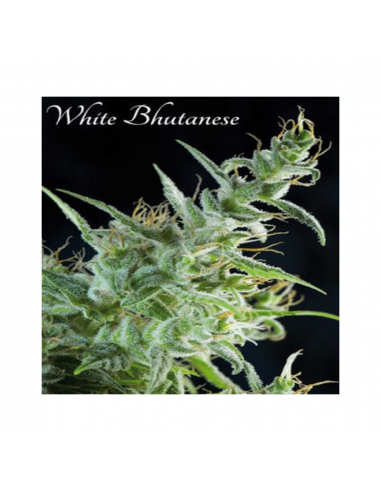 Mandala Seeds White Bhutanese 3Und Fem. - Imagen 1