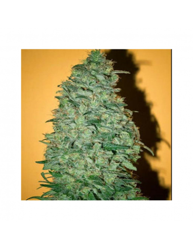 Mandala Seeds California Dream 3Und Fem. - Imagen 1