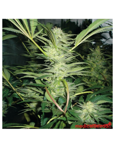 Medical Seeds White Widow - Imagen 1