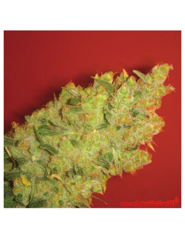 Medical Seeds Jack La Mota - Imagen 1