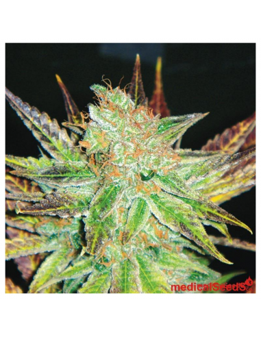 Medical Seeds Prozack - Imagen 1