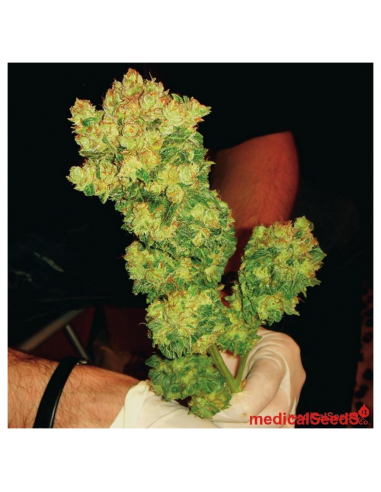 Medical Seeds Sour Diesel - Imagen 1