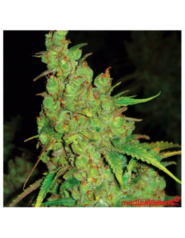 Medical Seeds 1024 - Imagen 1