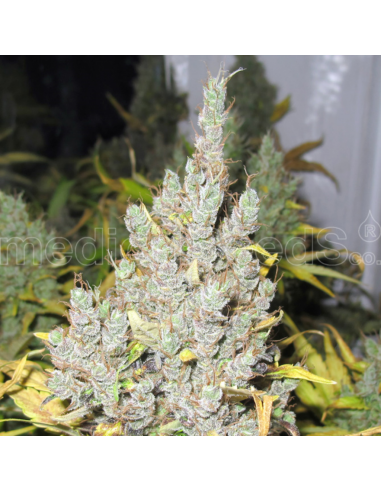 Medical Seeds 2046 - Imagen 1