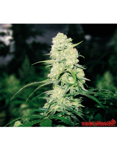 Medical Seeds Malakoff - Imagen 1