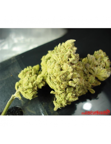 Medical Seeds No Name - Imagen 1