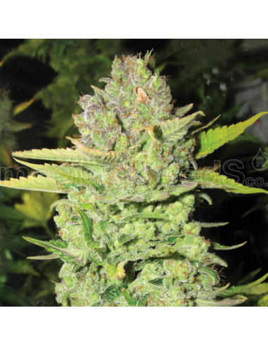 Medical Seeds Devil Fruit - Imagen 1